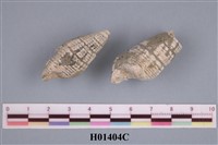 藏品(小筍螺)的圖片